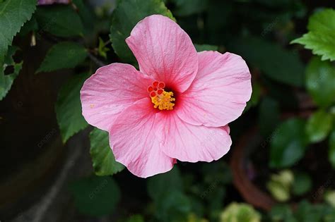 芙蓉樹風水|芙蓉種植風水：何時栽種最吉利？